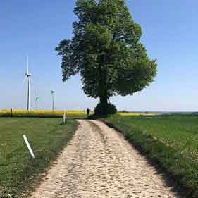 balade-arbre-de-bruyere