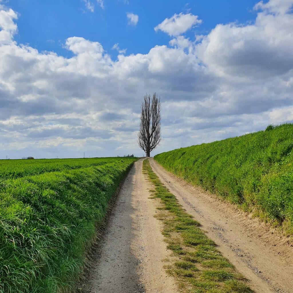 balade-notre-dame-de-hal